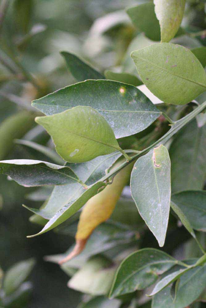              Sun leaves (Riverside, CA)       